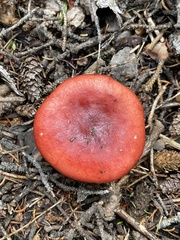 Russula emetica