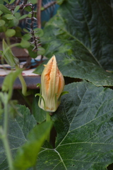 Cucurbita moschata