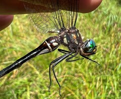 Somatochlora tenebrosa