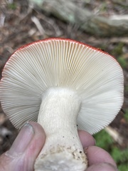 Russula emetica