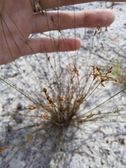 Bulbostylis ciliatifolia