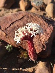 Crassula alpestris