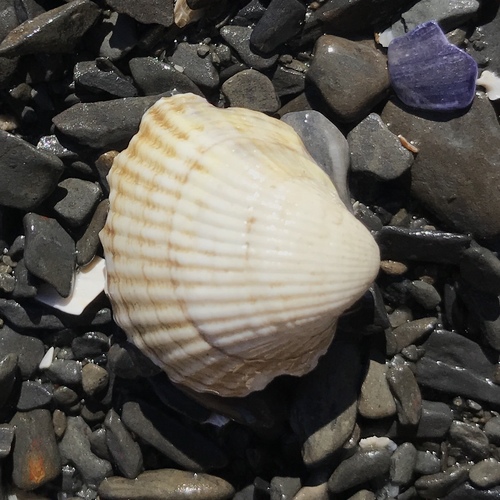 Cerastoderma edule
