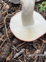 Russula emetica