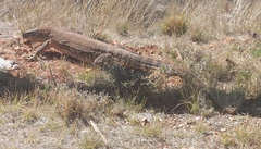 Varanus albigularis albigularis