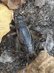 Gryllidae