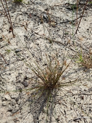 Bulbostylis ciliatifolia