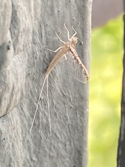 Callibaetis