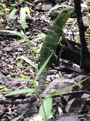 Ctenosaura macrolopha