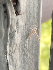 Callibaetis