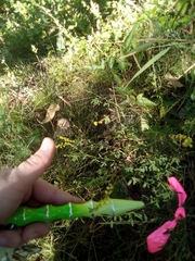 Melilotus officinalis
