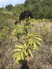Sambucus ebulus