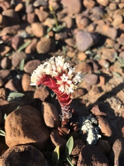Crassula alpestris