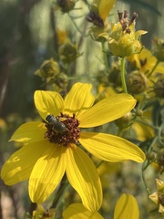 Anthophila