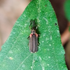 Heterispa vinula