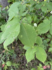 Ulmus rubra