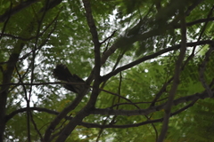 Rhipidura javanica