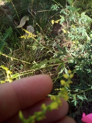 Melilotus officinalis