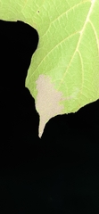 Insecta