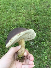 Retiboletus griseus
