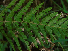 Polypodiopsida