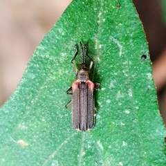 Heterispa vinula