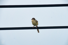 Prinia