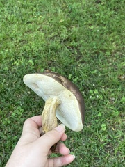 Retiboletus griseus