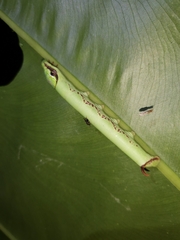 Eupanacra