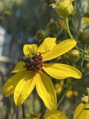 Anthophila