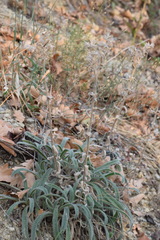 Onosma pseudoarenaria