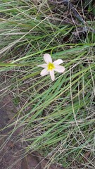 Moraea flaccida