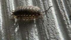 Porcellio spinicornis