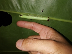 Eupanacra
