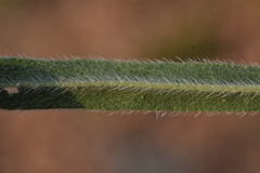 Onosma pseudoarenaria