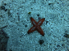 Astropecten