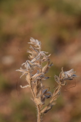 Onosma pseudoarenaria