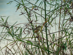 Prinia