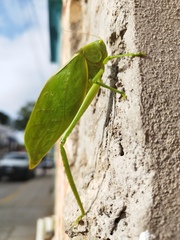 Stilpnochlora azteca