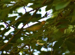 Protonotaria citrea
