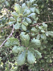 Quercus pubescens