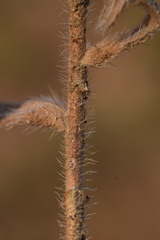 Onosma pseudoarenaria