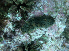 Holothuria difficilis