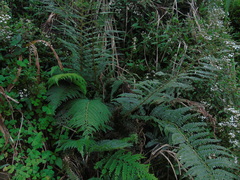 Polypodiopsida