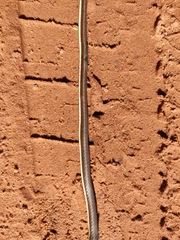 Psammophis notostictus