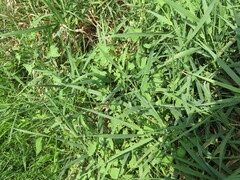 Persicaria perfoliata