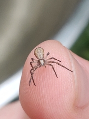 Philodromus aureolus