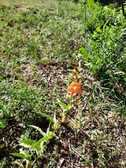 Sphaeralcea angustifolia