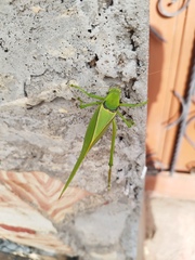 Stilpnochlora azteca