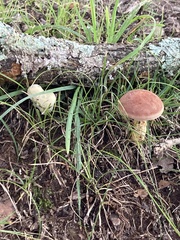 Xanthoconium purpureum